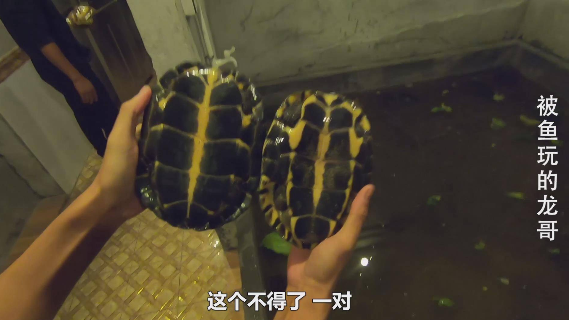 当年炒到几千块一斤的石金钱龟,如今没价值了,太多人养了!